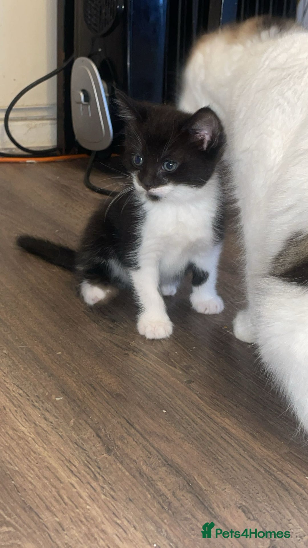 Mixed Breed cats for sale: Kittens for sale! - Image 5