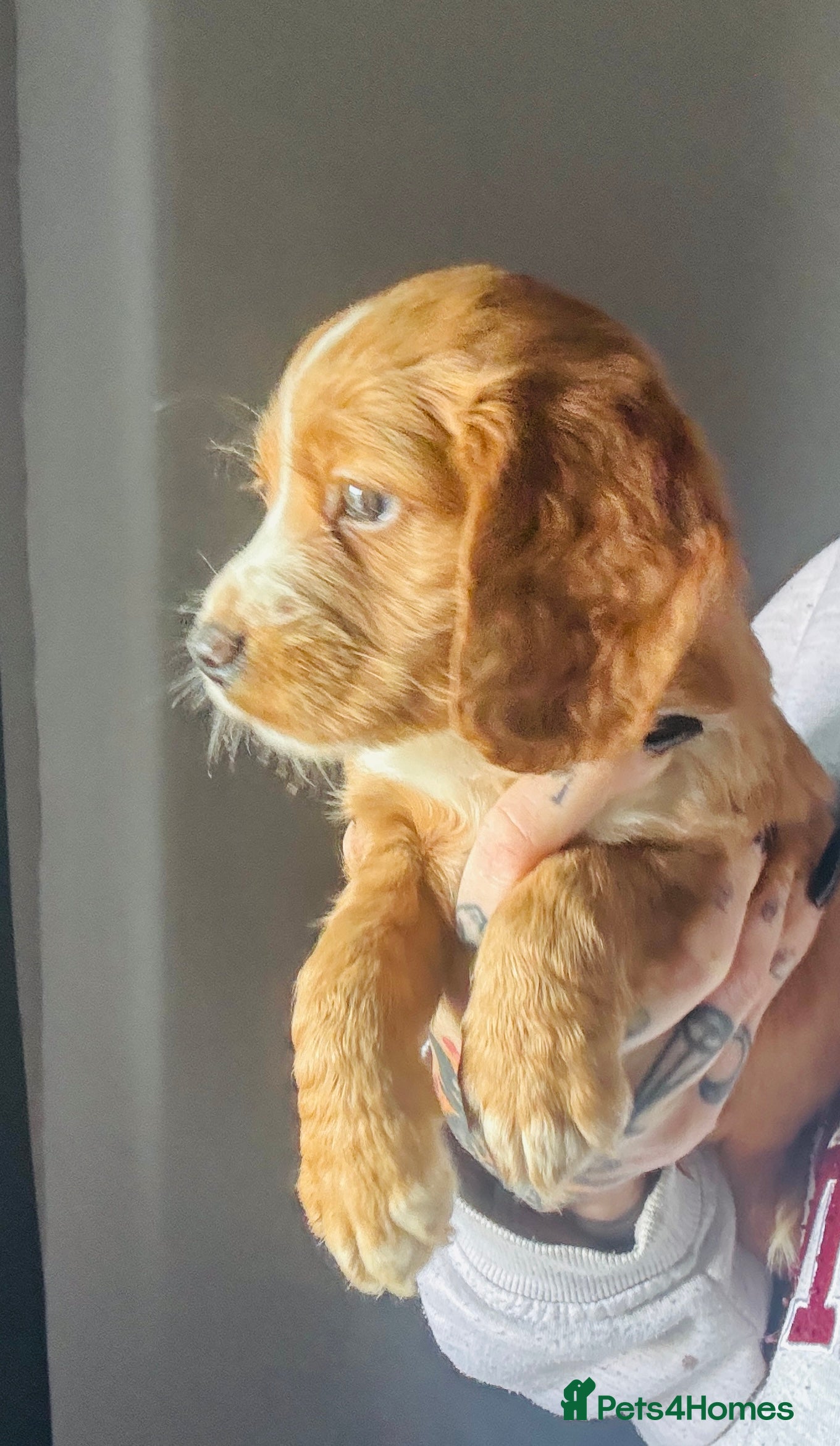 Cocker Spaniel dogs STILL AVAILABLE KC cockers spaniel boys - Advert 12