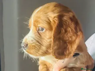 Cocker Spaniel dogs STILL AVAILABLE KC cockers spaniel boys - Advert 12