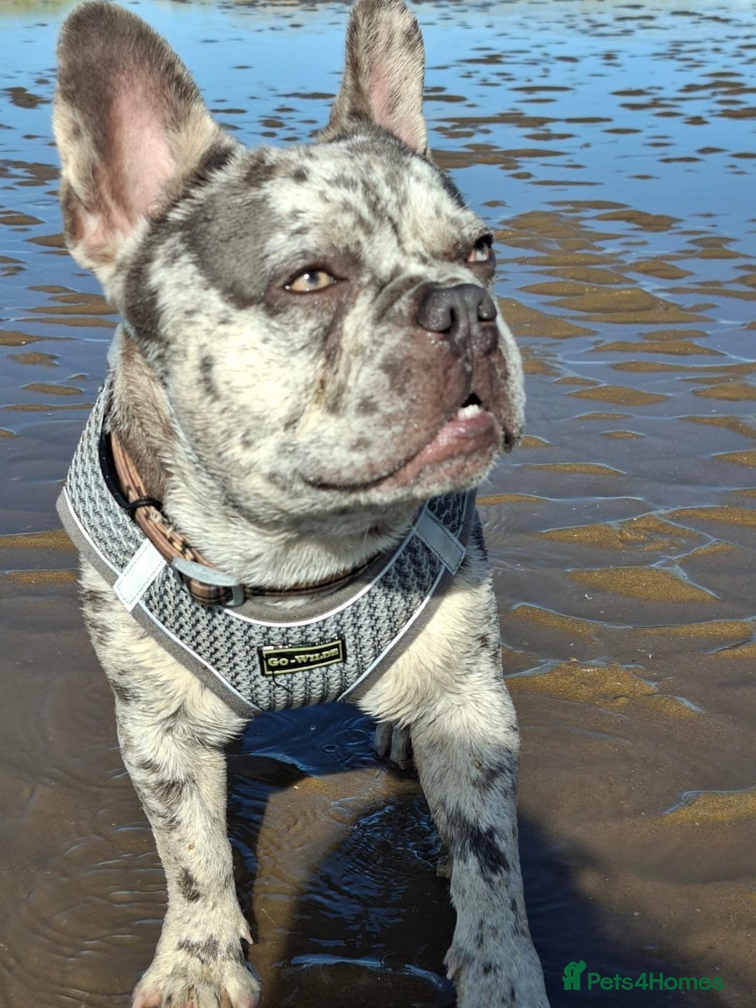 French Bulldog dogs for stud: Rolo Boy ready for the ladies 😍 - Image 7