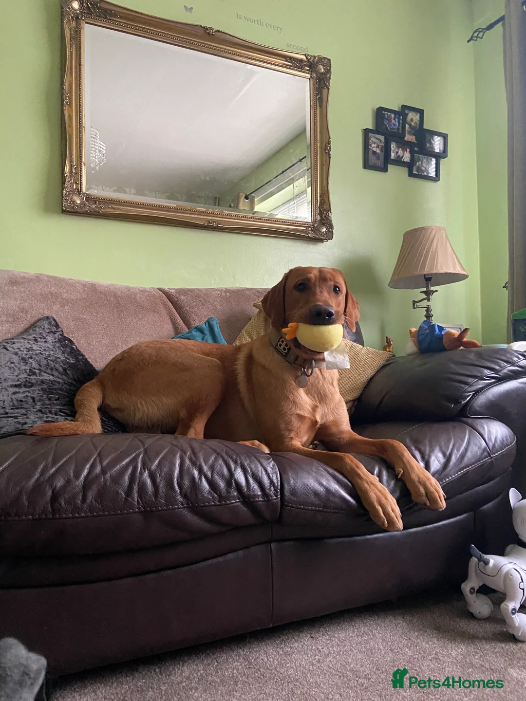 Labrador Retriever dogs for stud: Pedigree Health tested Fox Red Labrador for stud  in Wolverhampton - Advert 12