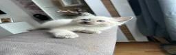 Ragdoll cats for sale: 😽 4 Beautiful Ragdoll Kittens 😽 - Advert 5
