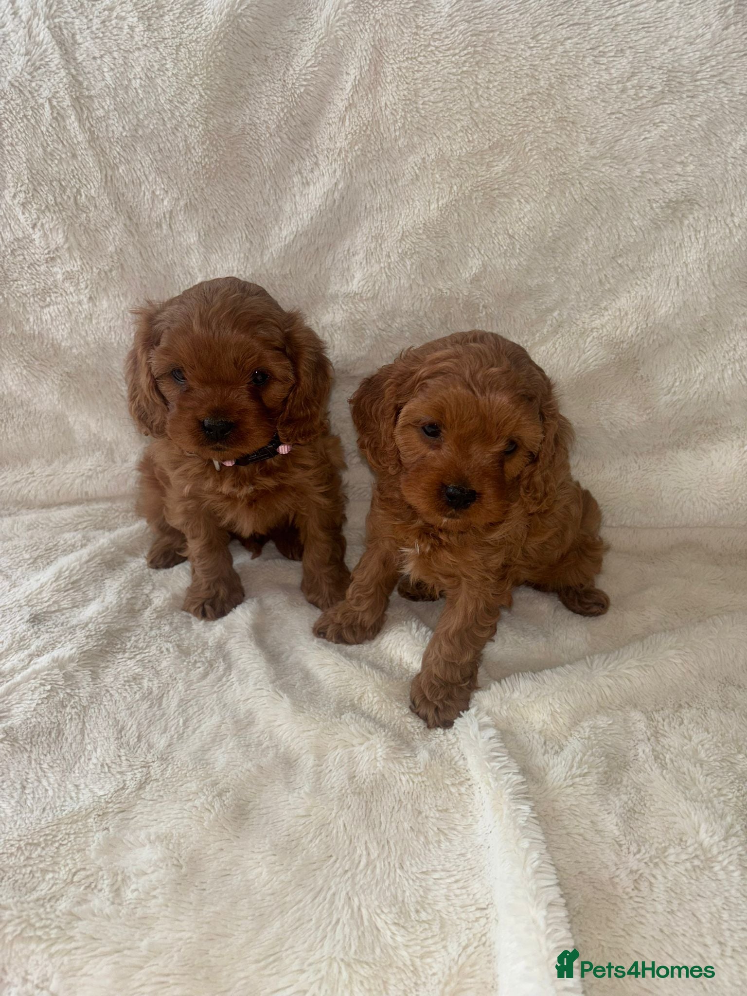 Cavapoo dogs F1 Toy Cavapoo puppies - Advert 10