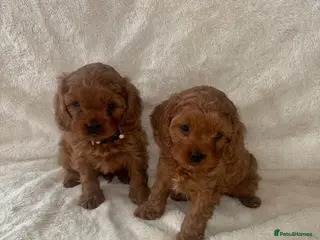 Cavapoo dogs F1 Toy Cavapoo puppies - Advert 10
