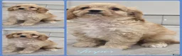 Cavapoo dogs for sale: Beautiful f1  helath tested cavapoos in Berwick-upon-Tweed - Advert 3