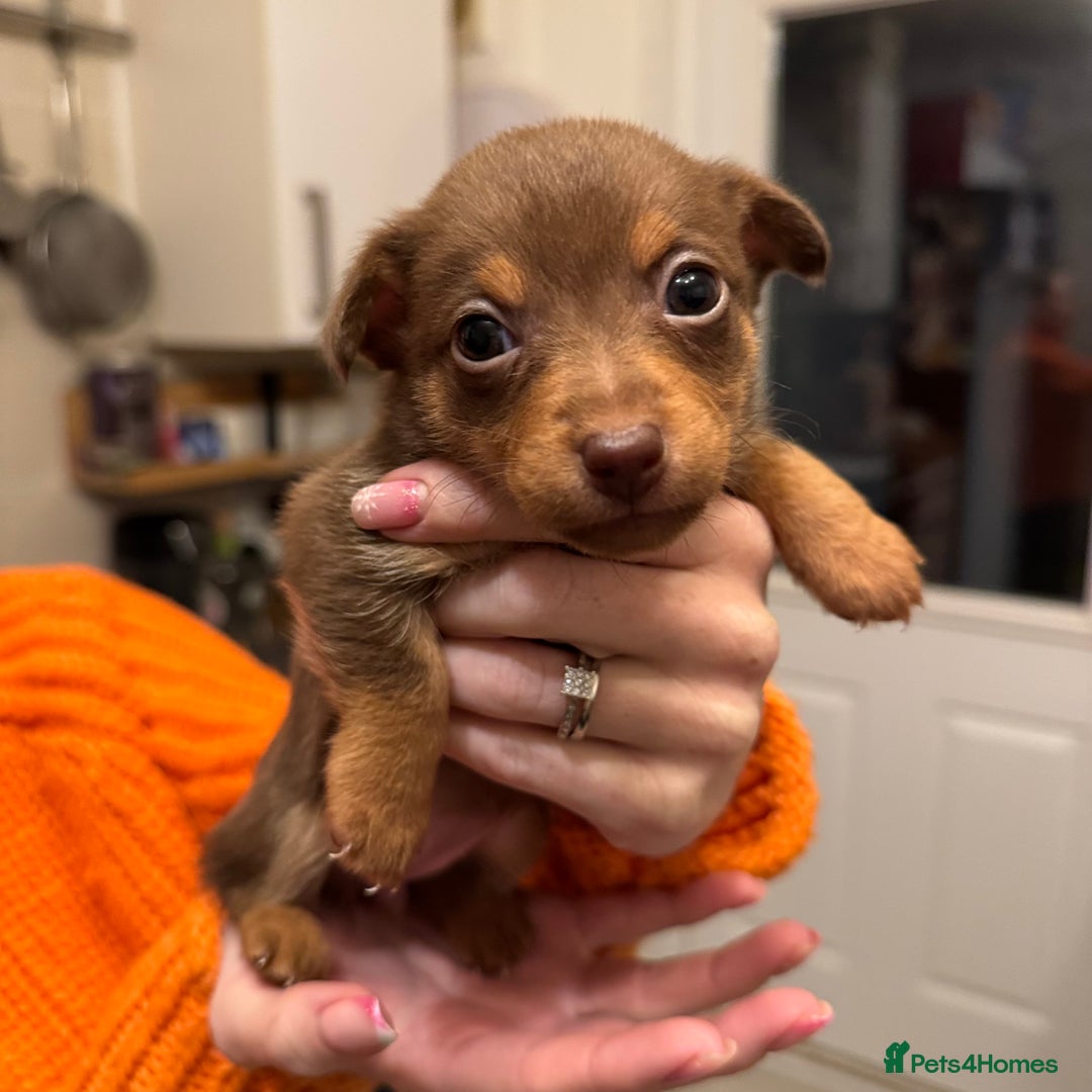 Jack Russell dogs for sale: Stunning miniature jack Russell puppies  - Advert 22