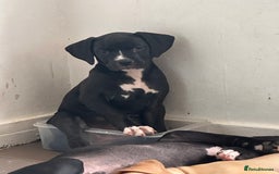 Mixed Breed dogs for sale: Cane corso x staffy  - Image 17