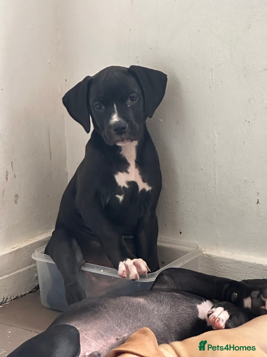 Mixed Breed dogs for sale: Cane corso x staffy  - Image 17