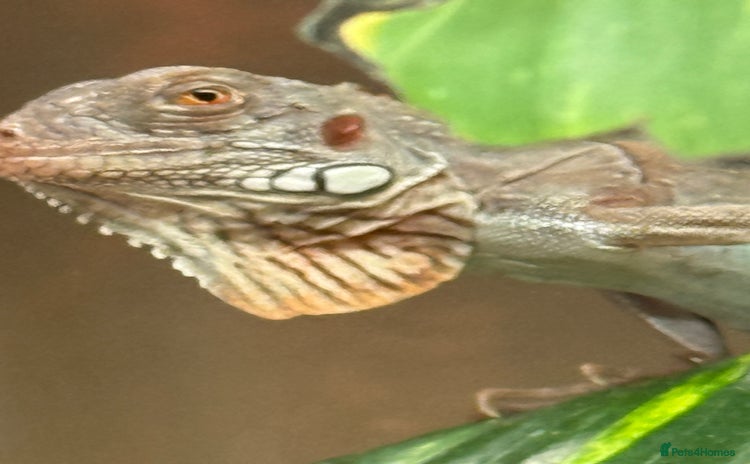 Iguana reptiles - Advert 12
