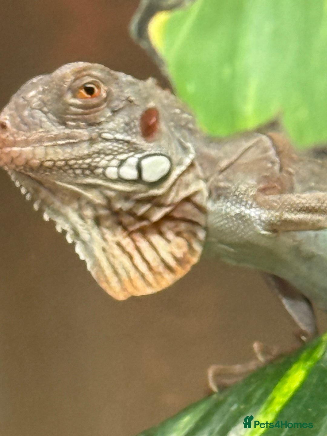 Iguana reptiles for sale: Iguana Snow Zero - Image 1