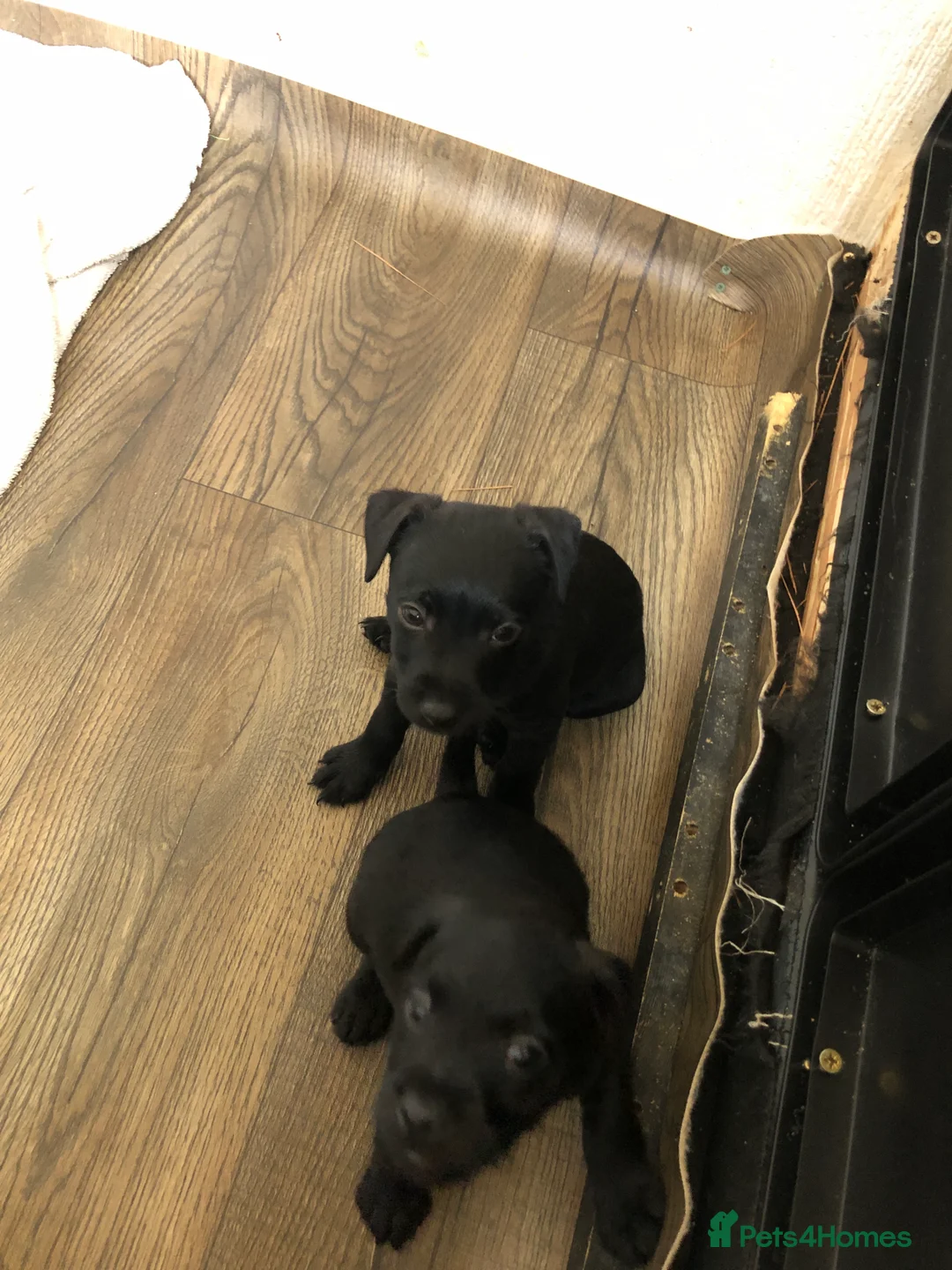 Patterdale Terrier dogs for sale: Patterdale puppies  in Burnley - Advert 5
