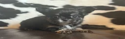 Chihuahua dogs for sale: Exquisite long coat chihuahuas  - Advert 11