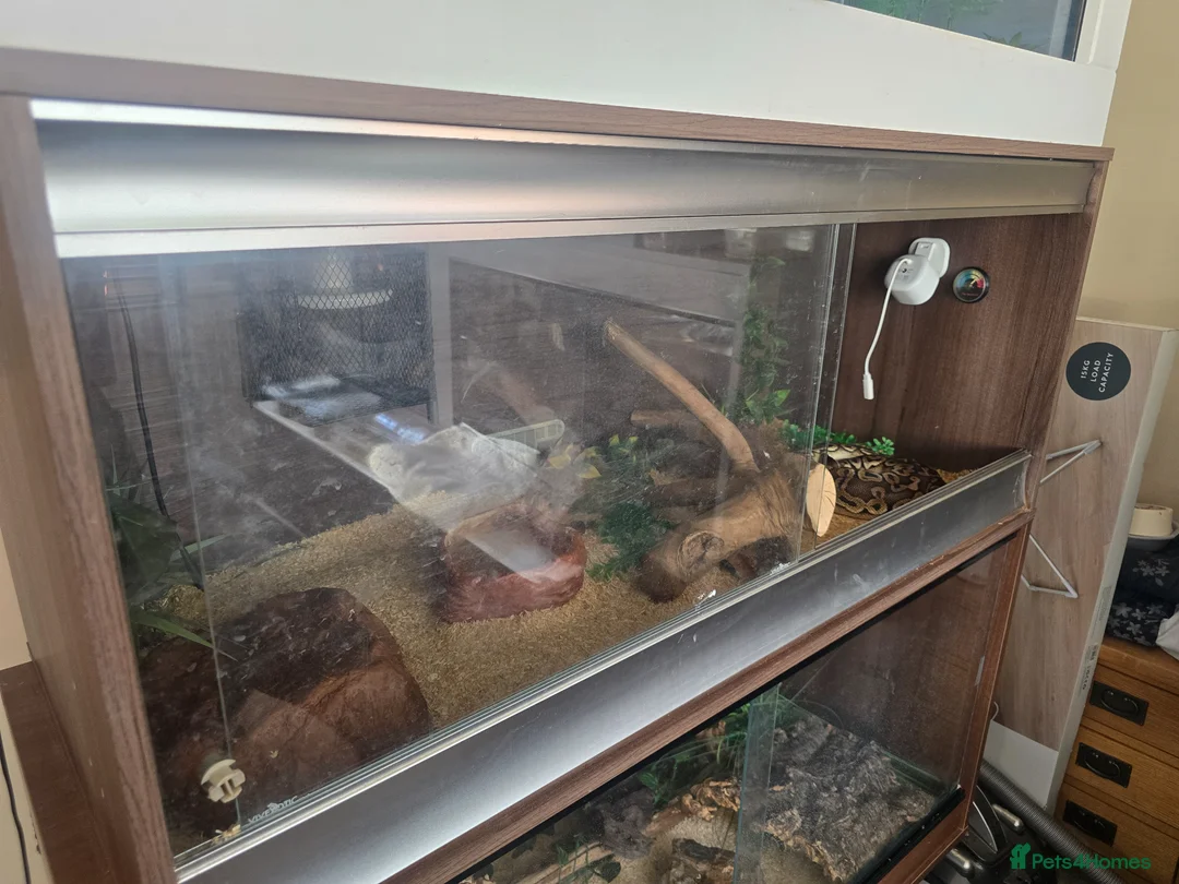 Python Snake reptiles for sale: Royal 'Ball' Python - Advert 3