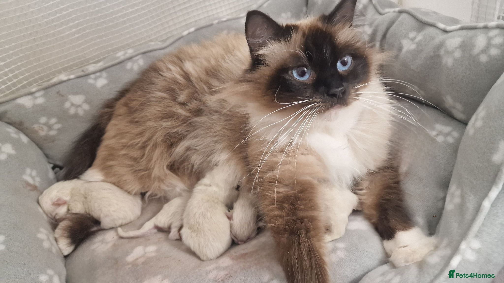 Ragdoll cats Gorgeous litter gccf registered Ragdolls - Advert 2
