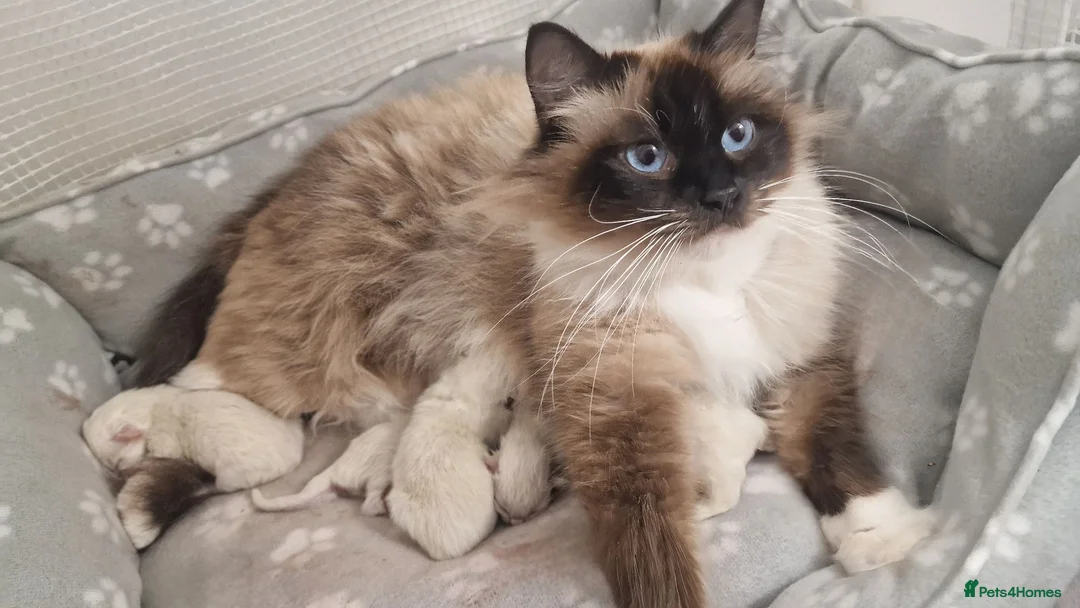 Ragdoll cats for sale: Gorgeous litter gccf registered Ragdolls - Advert 2
