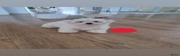 Maltese dogs for sale: 🐾❤️Beautiful Boys For Sale❤️🐾 - Advert 8