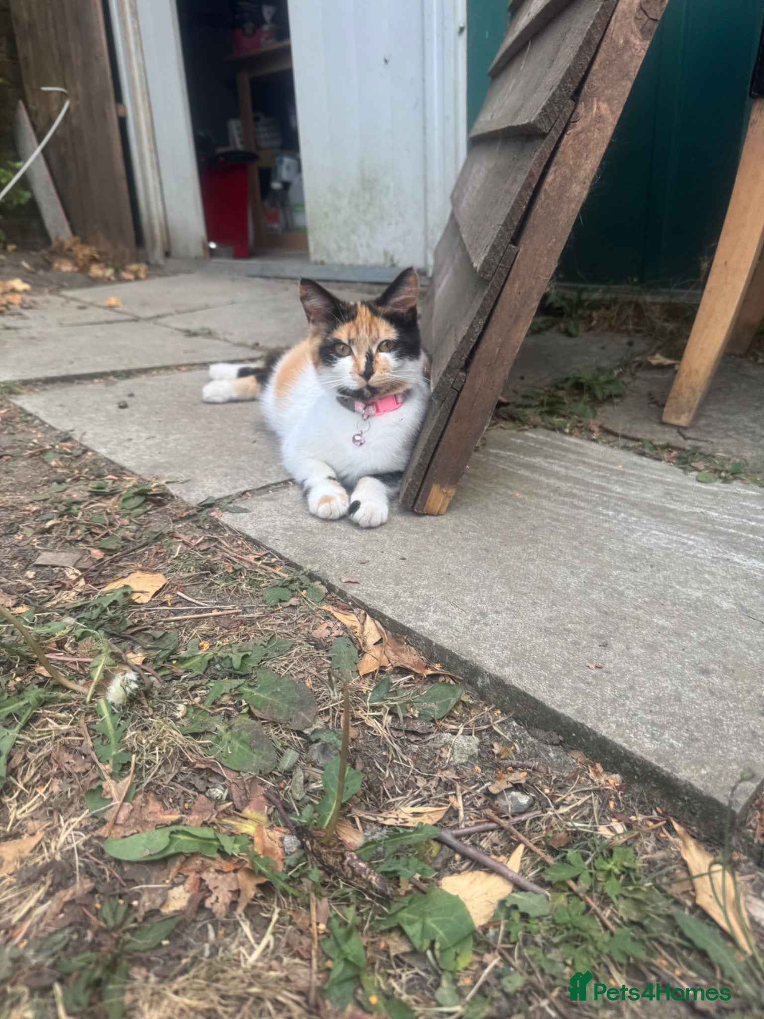Mixed Breed cats 3 nice kittens for sale - Advert 3