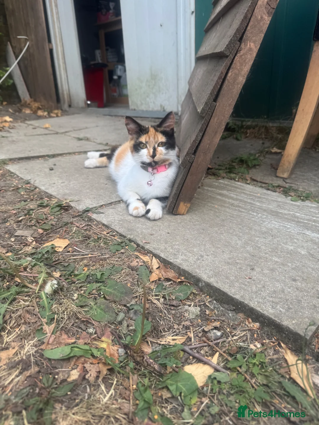Mixed Breed cats for sale: 3 nice kittens for sale - Advert 1