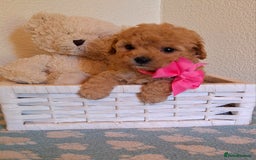 Cavapoochon dogs for sale: 5 🌟 DNA tested Cavapoochon pups - Image 2
