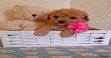 Cavapoochon dogs - Advert 16
