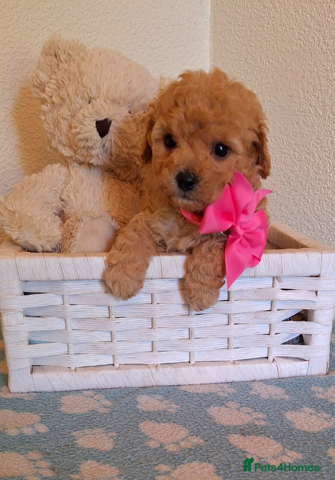 Cavapoochon dogs for sale: 5 🌟 DNA tested Cavapoochon pups - Image 2