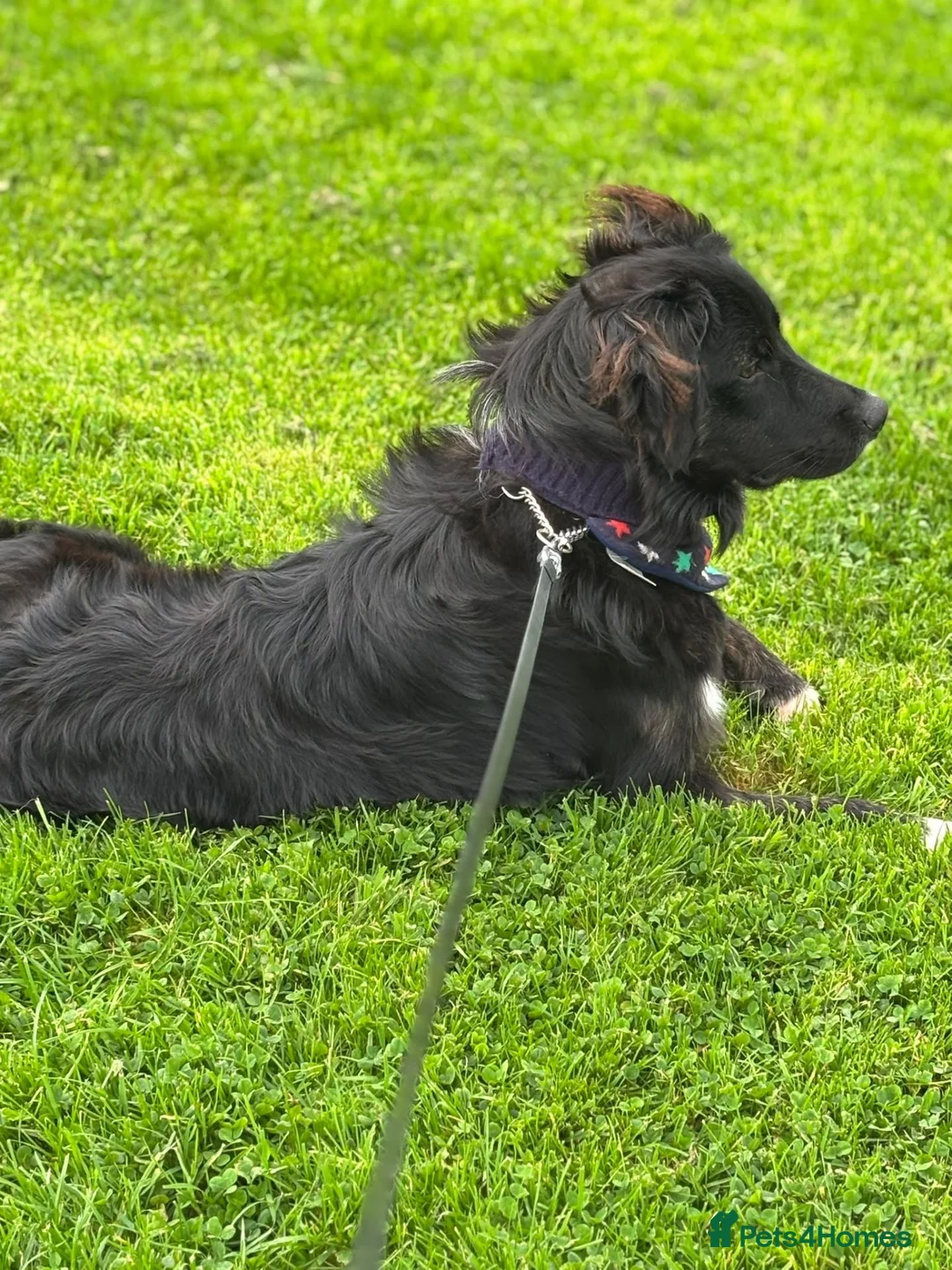 Mixed Breed dogs for sale: 11 month collie x golden retriever  in Campbeltown - Advert 3