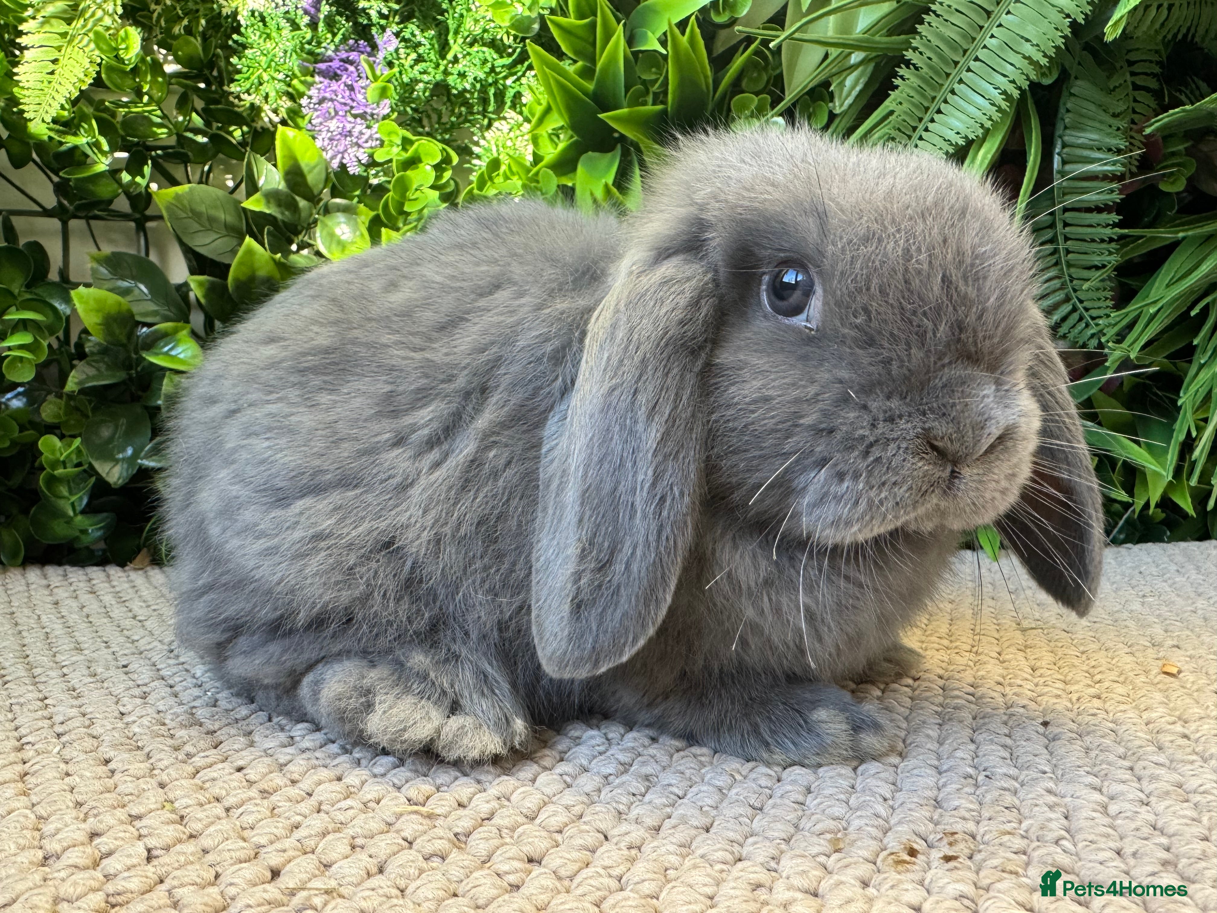 Mini Lop rabbits Mini lop blue boy *now ready to go* - Advert 1