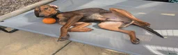 Mixed Breed dogs for adoption: James 1 Year Old Segugio Hound Gentle Sensitive • in Sleaford - Advert 4