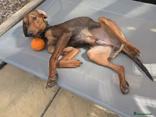 Mixed Breed dogs 🐾 Meet James — Jamie to his friends ❤️ - Advert 1