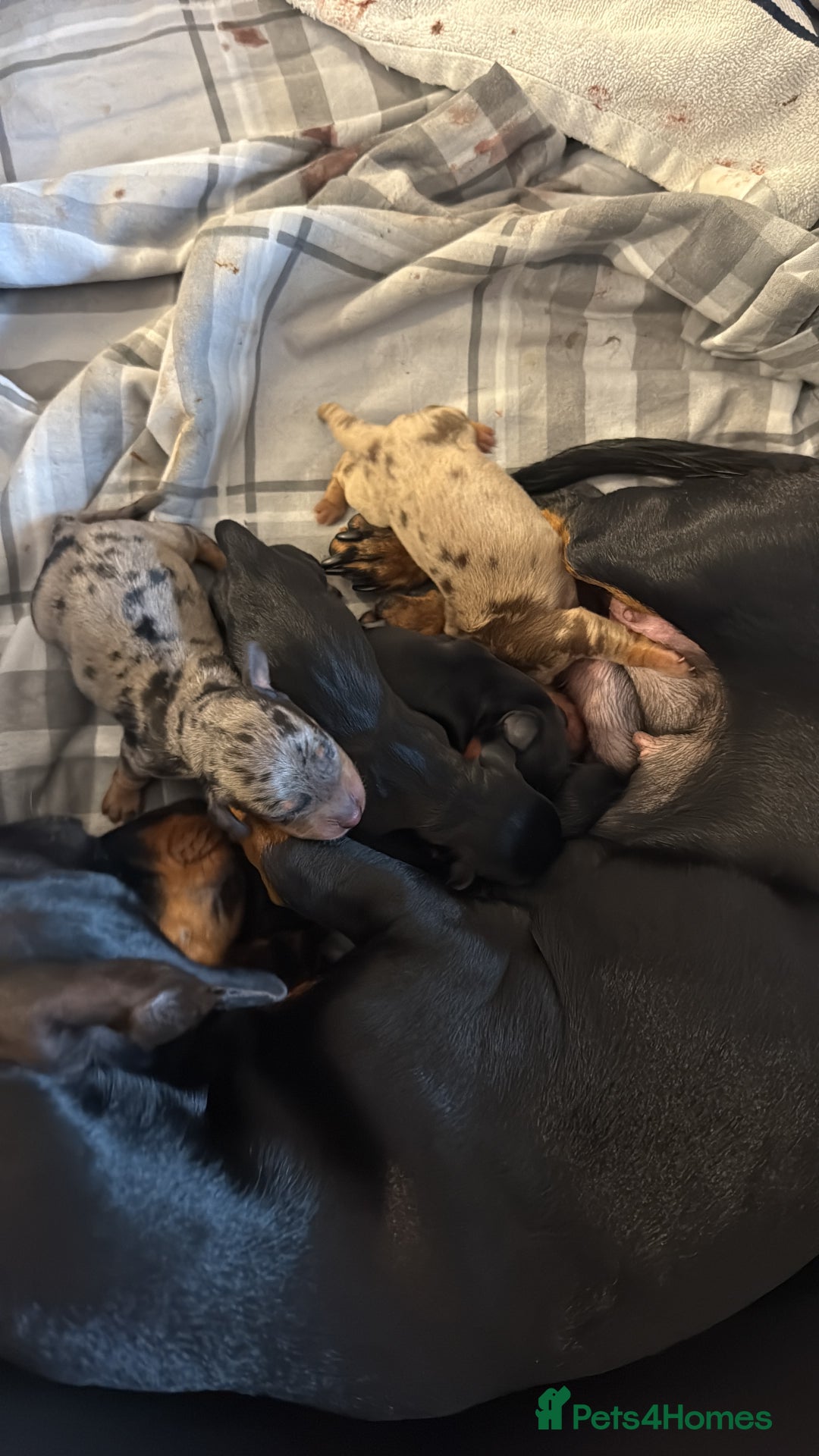 Dachshund dogs for sale: Litter of standard Dachshund  - Image 18