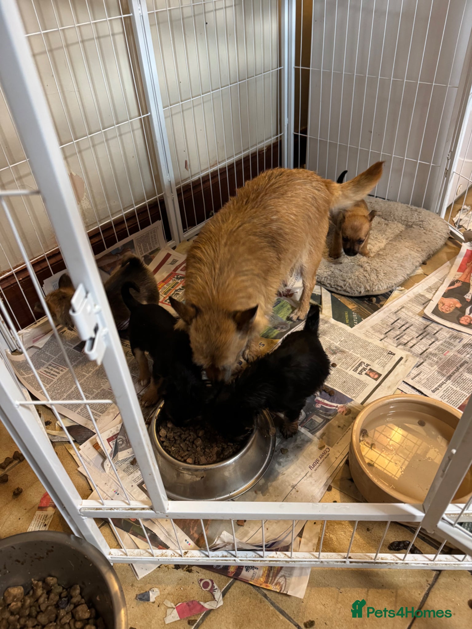 Mixed Breed dogs Jack Russell x Norwich terrier cross male pup - Advert 2