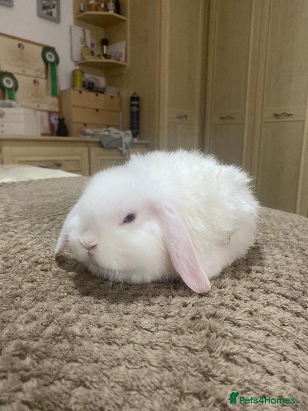 Mini Lop rabbits for sale: Cute baby mini lops &75 - Advert 2