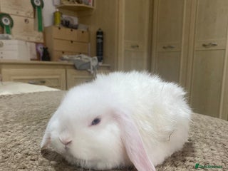 Mini Lop rabbits Cute baby mini lops £60 - Advert 13