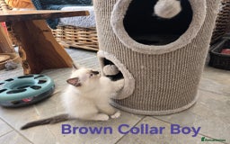 Ragdoll cats for sale: Beautiful ragdoll kittens - Image 11