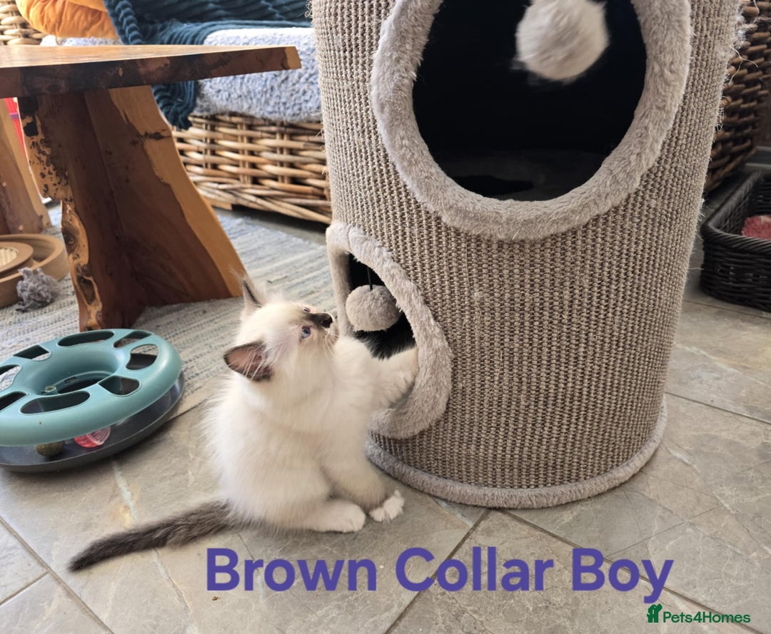 Ragdoll cats for sale: Beautiful ragdoll kittens - Image 11