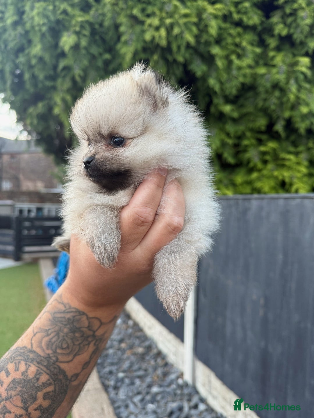 Pomeranian dogs for sale: Beautiful Pomeranian’s  - Image 8