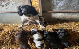 Sprocker dogs for sale: Female Sprocker Puppies - Image 6