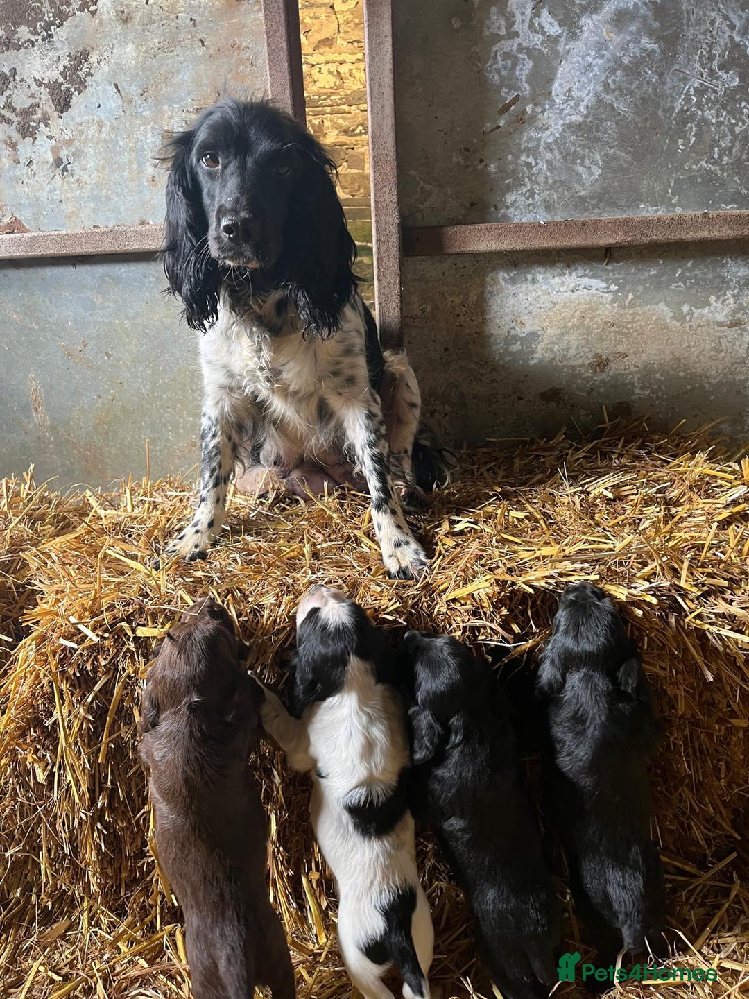Sprocker dogs for sale: Female Sprocker Puppies - Image 6