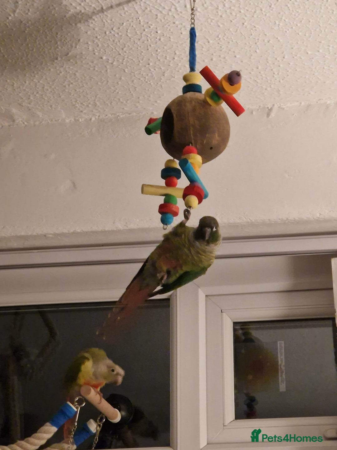Conures birds for sale: Female conure 5 Months Old - Advert 4