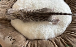 Bengal cats for sale: Bengal kittens - Image 11