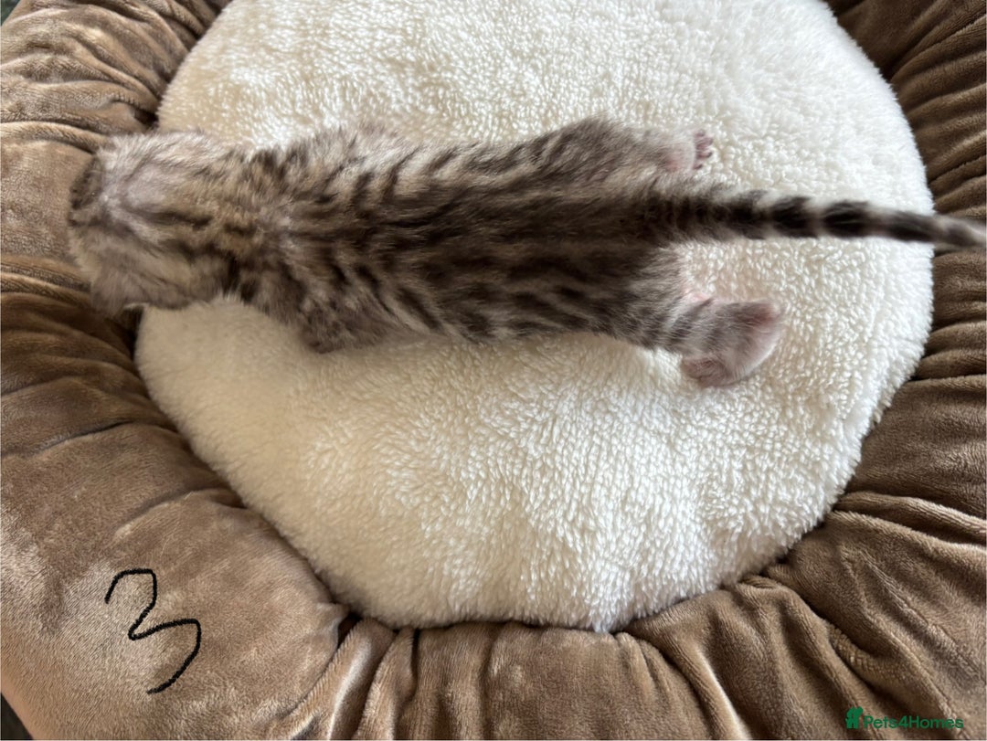 Bengal cats for sale: Bengal kittens - Image 11
