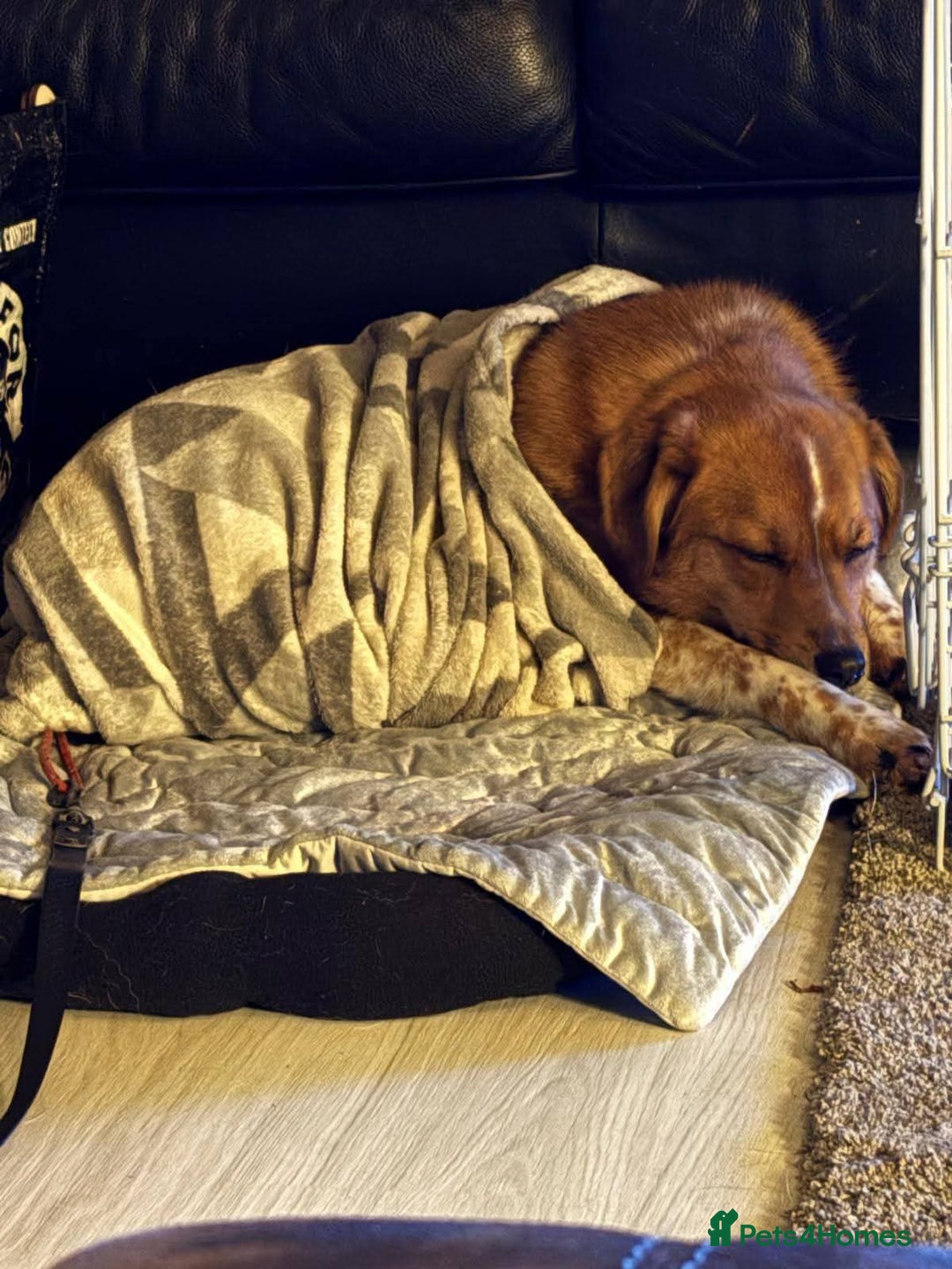 Mixed Breed dogs for adoption: Meet Bella, currently residing in Falkirk  - Advert 2