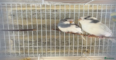 Budgerigars birds - Advert 9