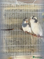 Budgerigars birds - Advert 7