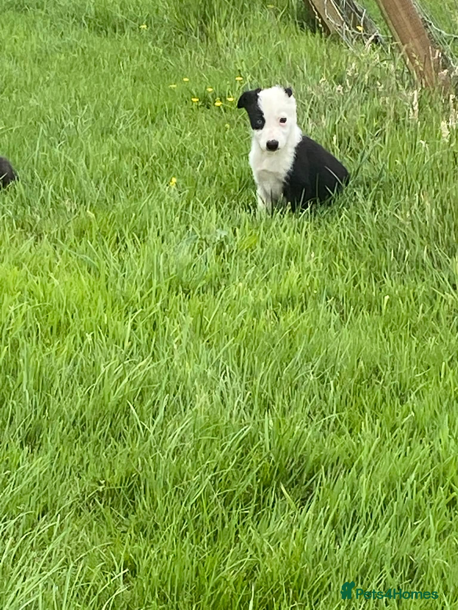 Border Collie dogs Beautiful border collie bitch pup  - Advert 1