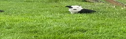 Border Collie dogs for sale: Beautiful border collie bitch pup  in Strathaven - Advert 1