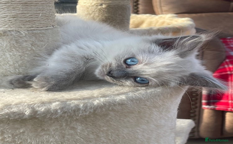 Ragdoll cats - Advert 7