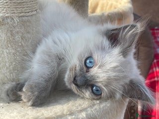 Ragdoll cats - Advert 1