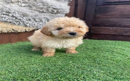 Goldendoodle dogs for sale: 4 beautiful golden doodle puppies ready to go!!!! - Image 3