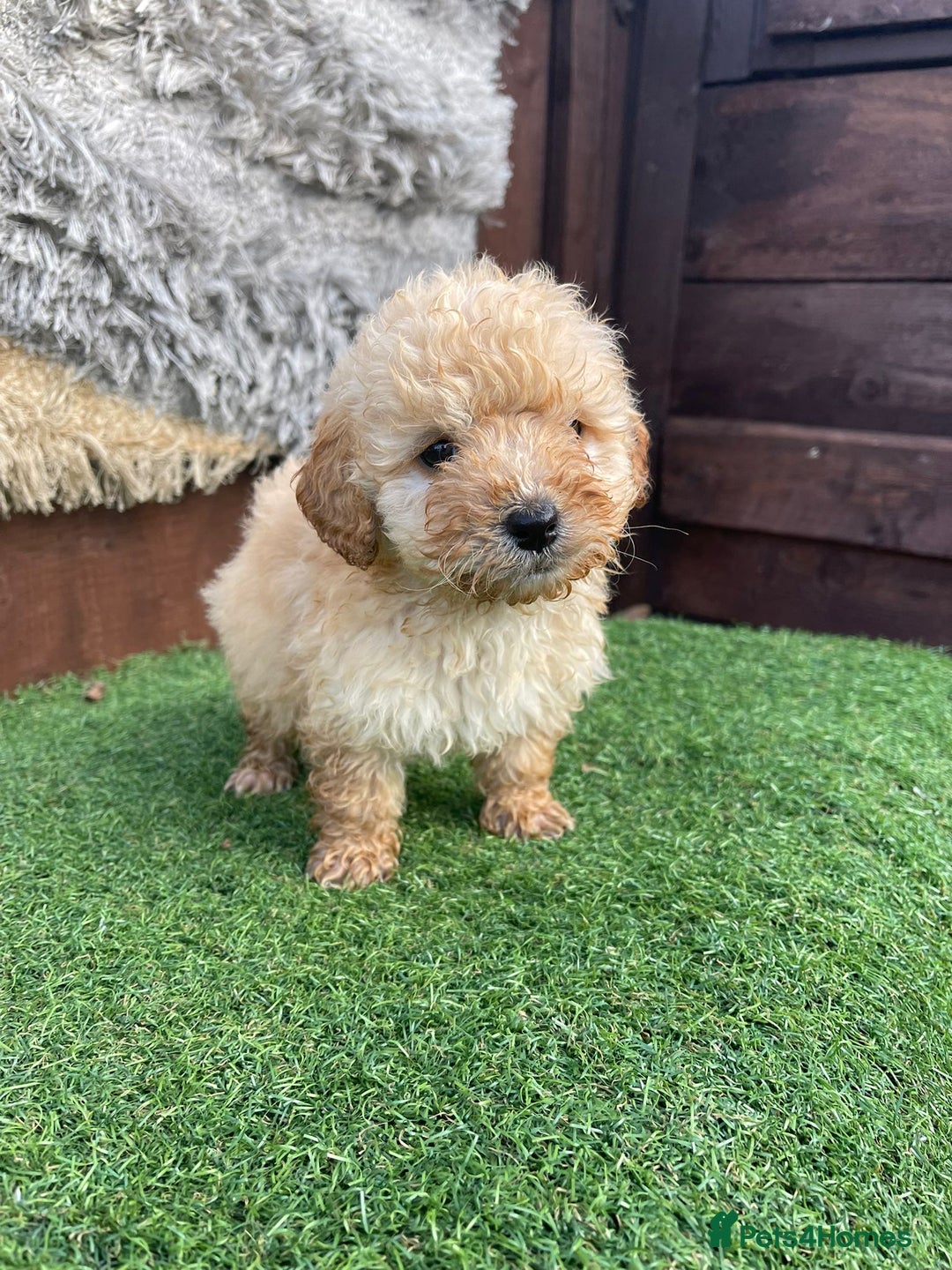 Goldendoodle dogs for sale: 4 beautiful golden doodle puppies ready to go!!!! - Image 3